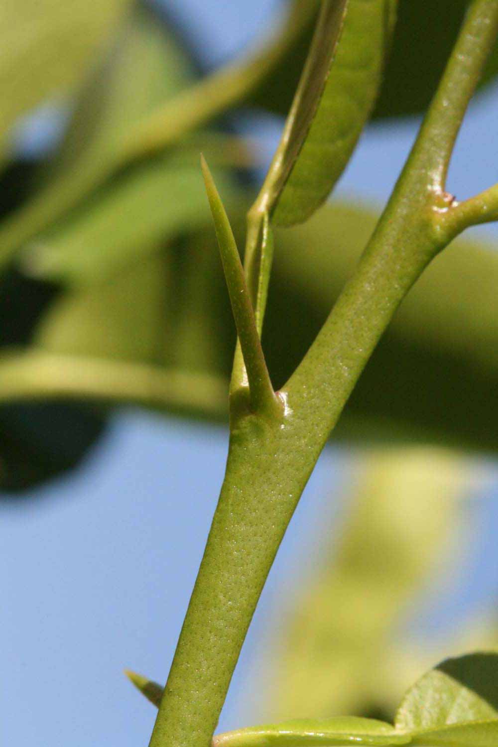            First year twig (Riverside, CA)   